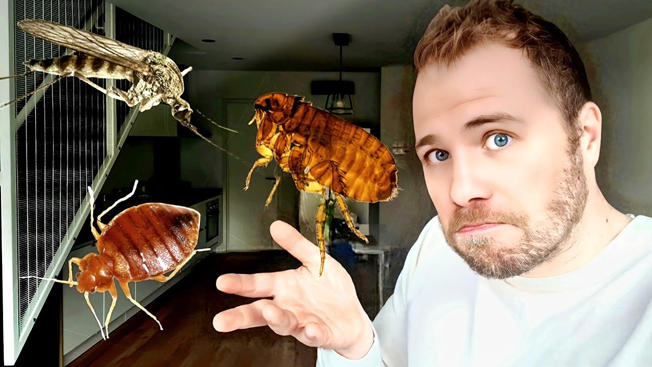 Piqûre : quel insecte m'a piqué ?