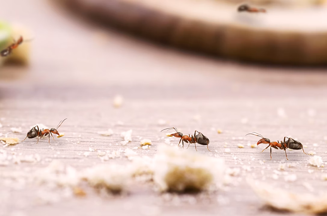 Illustration : Reconnaître une infestation de fourmis volantes : signes et erreurs à éviter